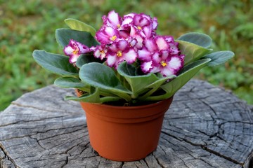 Bicolor Saintpaulia - African violet photographed outdoor on a stump