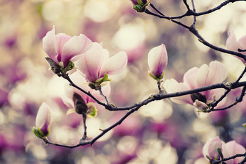 Blossoming of pink magnolia flowers in spring time, floral background - obrazy, fototapety, plakaty