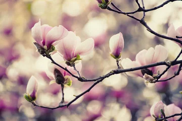 Fotobehang Het tot bloei komen van roze magnoliabloemen in de lentetijd, bloemenachtergrond © Roxana