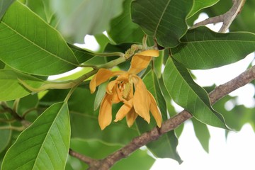 Bud and blooming Champaka flower (Also called as Michelia alba champak, Michelia champaca, Magnoliceae hybrid champaka, champak, Magnolia champaka) on the tree.It is a large evergreen tree.