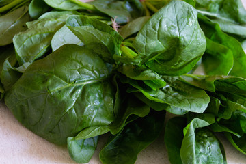 Young fresh spinach