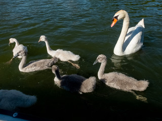 Schwan mit Jungtieren