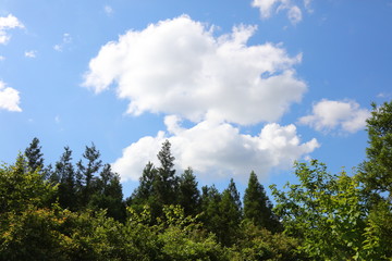 爽やかな夏の雲