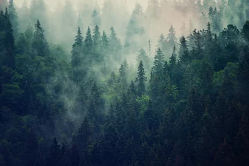 Cercles muraux Violet pâle Paysage brumeux avec forêt de sapins dans un style rétro vintage hipster