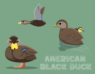 American Black Duck Cartoon Vector Illustration