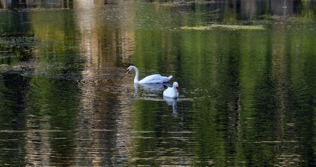 Naklejka na ściany i meble Couple of white swans in summer pond