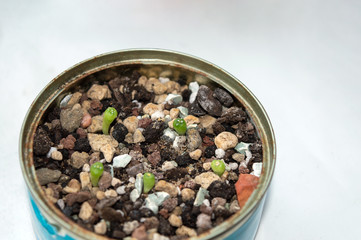 Close up of Astrophytum asterias cacti seedlings in pot