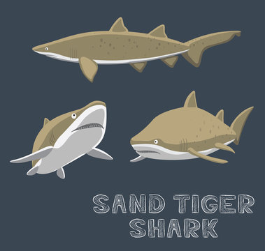 Sand Tiger Shark Cartoon Vector Illustration