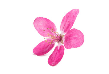 pink flowers of apple-tree isolated
