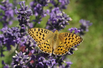 Summer. Butterfly on the flowers of lavender