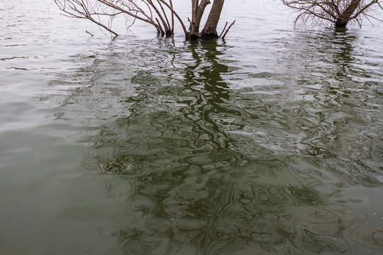 View of Trees on a Cloudy Day in Uluabat Lake, Golyazi, Bursa
