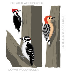 Bird Woodpecker Set Cartoon Vector Illustration - obrazy, fototapety, plakaty