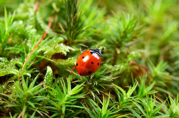 Red  ladybird  on fresh forest moss