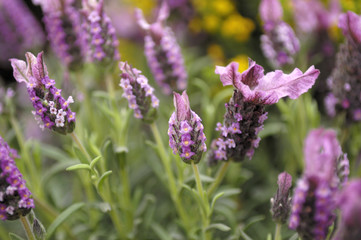 Obraz premium lavender flowers in a field