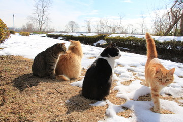 雪と猫たち