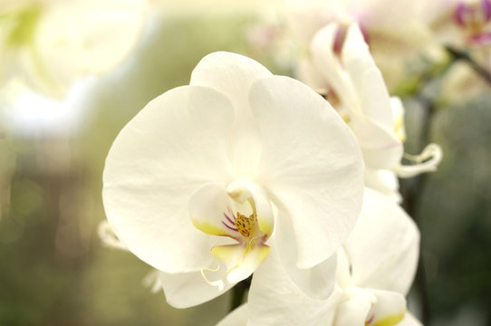 close up of archid white