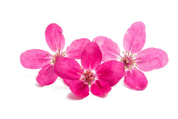 Naklejka na ściany i meble pink flowers of apple-tree isolated