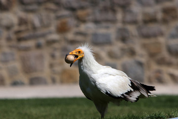 The Egyptian Vulture is a bird of prey from the hawk-like family

