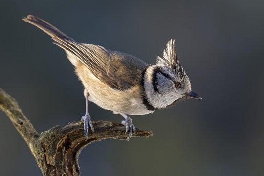 Close up of crested tit perching on branch