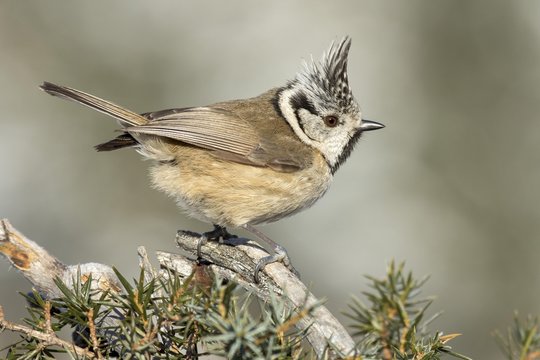 Crested tit (Parus cristatus), sits on branch of a juniper bush (Juniperus), Tyrol, Austria, Europe