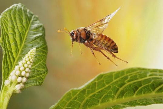 Cimbex luteus (Cimbex luteus) sawfly, pokeweed (Phytolacca sp.), Saxony-Anhalt, Germany, Europe