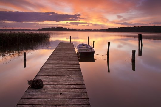 Sunrise at Lake Rheinberger, cat sitting on pier, rowing boat, Rheinsberg, Brandenburg, Germany, Europe