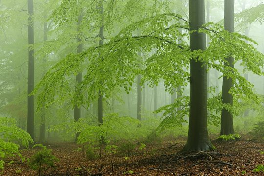 Beech forest, spring fog, Steigerwald Nature Park, Bavaria, Germany, Europe
