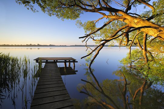 Small wooden pier going out into the water with exceptional tree in morning light, Lake Schaalsee, Mecklenburg-Western Pomerania, Germany, Europe