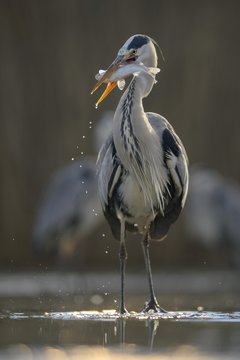 Grey heron standing in the water with fish in beak
