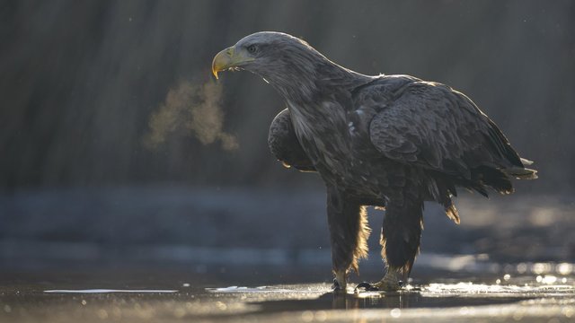White-tailed eagle (Haliaeetus albicilla), adult standing in shallow water of pond, condensing breath, Kiskunsag National Park, Hungary, Europe