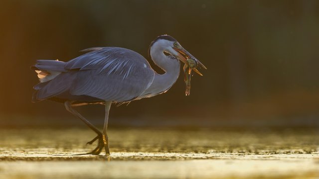 Grey Heron (Ardea cinerea) strides in water with prey, catfish (Silurus glanis), evening light, backlight, Kiskunsag National Park, Hungary, Europe