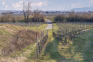 Obraz premium view of the grape fields in early spring