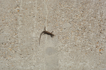 Lizard on the wall