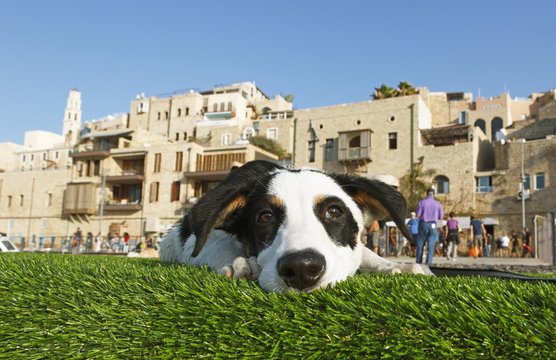 A dog lies in front of the old town of Jaffa, old port, today part of Tel Aviv, Tel Aviv-Jaffa, Israel, Asia