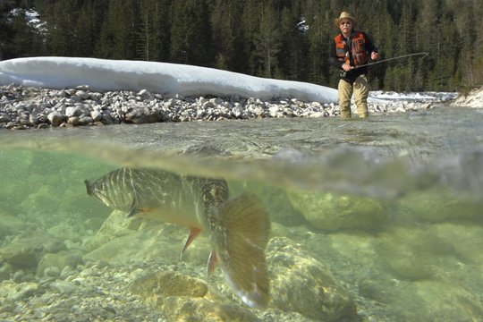 Fly fishing, catching a char, Leutasch, Tyrol, Austria, Europe