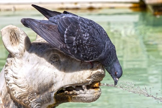Pigeon drinking water from marble statue, Fonte Gaia, monumental fountain, Piazza del Campo, Siena, Province of Siena, Tuscany, Italy, Europe