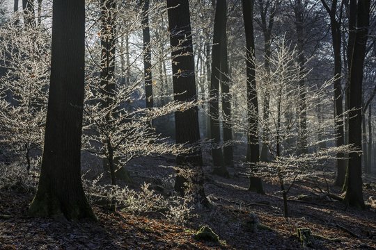 Trees with hoarfrost in the forest, backlight, mixed forest, Dossenheim, Baden-Wurttemberg, Germany, Europe