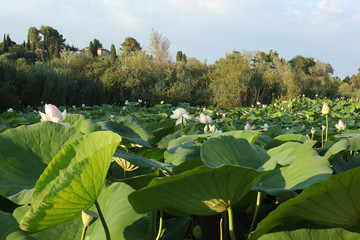 Water lily plantation