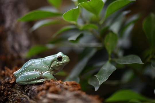 Tree frog perching outdoors