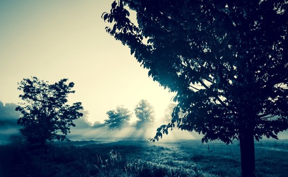 Trees against backlight with morning fog in Enger, North Rhine-Westphalia, Germany, Europe