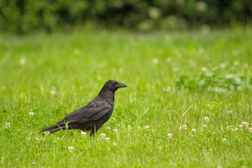 Aaskrähe (Corvus corone) sitzt auf einer Wiese in Frankfurt, Deutschland.