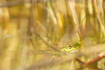 Teichfrosch (Rana esculenta) in einem Teich in Frankfurt, Deutschland.