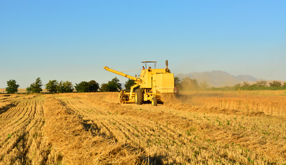 Obraz premium Hasat Zamanı