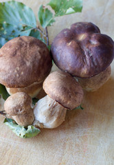 group of boletus mushrooms on a wooden cutting board