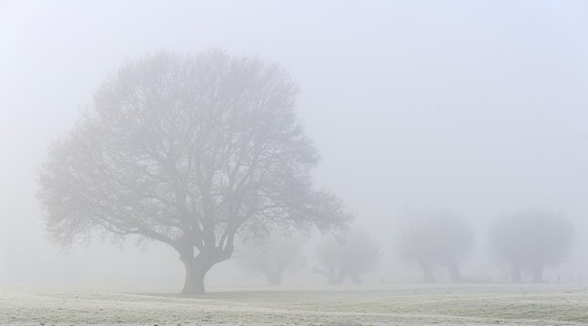 Trees in autumn morning mist, Xanten, Lower Rhine, North Rhine-Westphalia, Germany, Europe