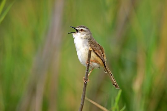 Tawny-flanked prinia (Prinia subflava), adult on a branch, singing, Sabi Sand Game Reserve, Kruger National Park, South Africa, Africa
