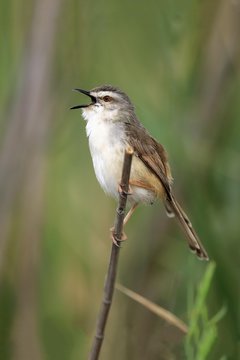 Tawny-flanked prinia (Prinia subflava), adult on a branch, singing, Sabi Sand Game Reserve, Kruger National Park, South Africa, Africa