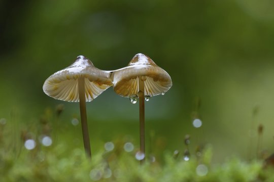 Ivory bonnet mushroom with dew drops, mycena (Mycena spec.), Hesse, Germany, Europe