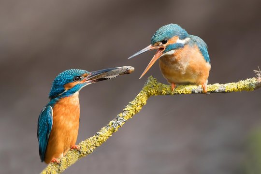 Eurasian, common or river kingfishers (Alcedo atthis), courtship behaviour, male feeding female, Hesse, Germany, Europe
