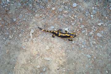 Salamander